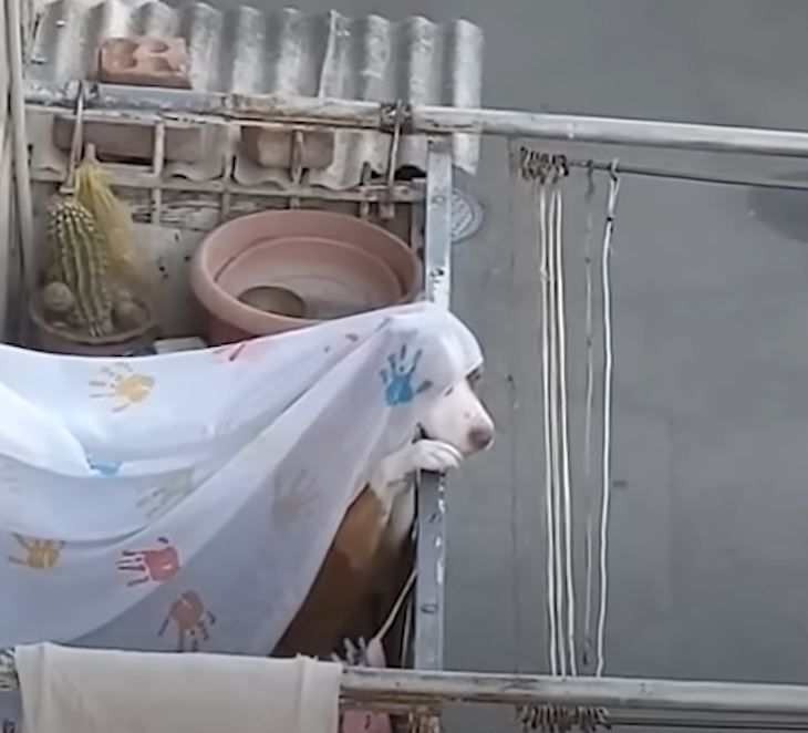funny dogs 2 1