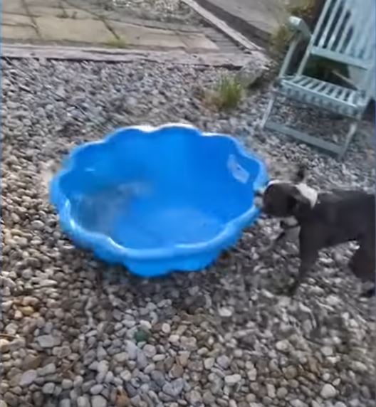 funny dogs 3 1