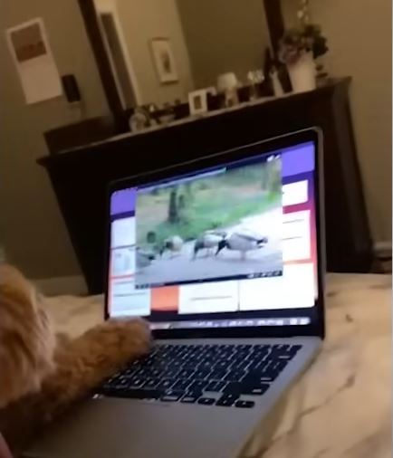 funny dogs 4 1