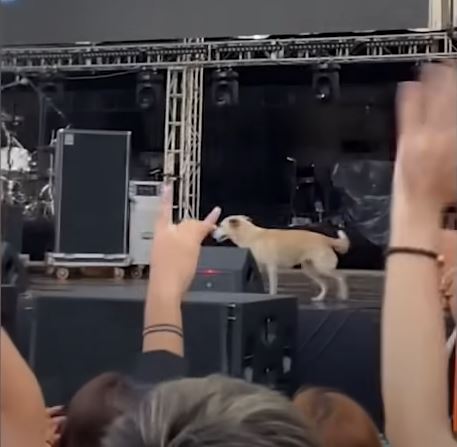funny dogs 7 1