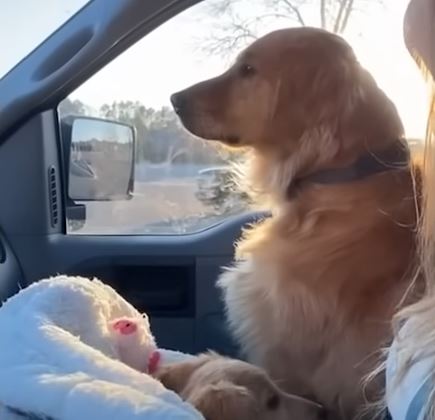 funny dogs 8 1