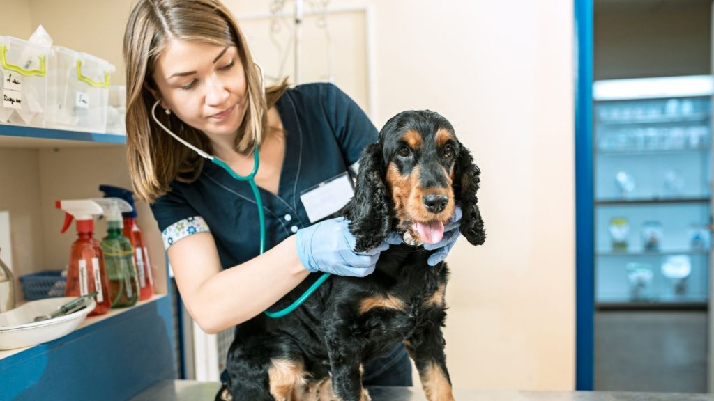 veterinary care