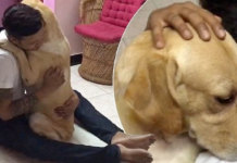 Labrador Gives His Owner a Heartwarming Hug After Surgery!
