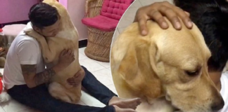 Labrador Gives His Owner a Heartwarming Hug After Surgery!