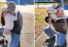 Pitbull Who Has Just Been Adopted Is Joyful To Have A Family!