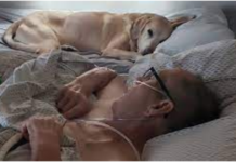 Veteran and his loyal Dog p.a.ss away within hours of each other.💖