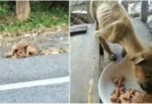 Human Angel Picks Up Roadside Stray, His Eyes Widen When He Sees First Meal!