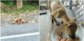 Human Angel Picks Up Roadside Stray, His Eyes Widen When He Sees First Meal!