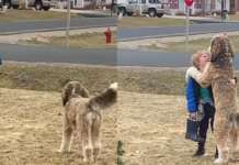 He waits outside the school bus every day for his favorite boy to arrive!