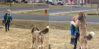 He waits outside the school bus every day for his favorite boy to arrive!