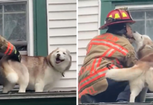 Pleasant moment Dog gives a kiss to the firefighter who saved him off a roof!