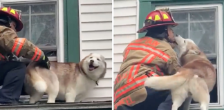 Pleasant moment Dog gives a kiss to the firefighter who saved him off a roof!