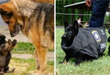 Cutest Police Puppies Making Poor Attempts to Look Tough!