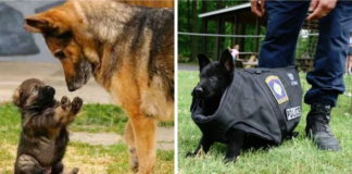 Cutest Police Puppies Making Poor Attempts to Look Tough!