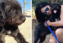 A stray dog protects a woman from two criminals while she is on vacation. She returns to rescue him 6,000 miles away after 2 weeks.
