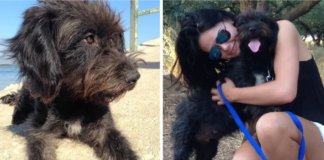 A stray dog protects a woman from two criminals while she is on vacation. She returns to rescue him 6,000 miles away after 2 weeks.