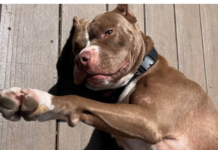 A senior dog that was ready to give birth was rescued from an overcrowded shelter just in time.