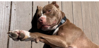 A senior dog that was ready to give birth was rescued from an overcrowded shelter just in time.