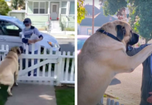A 180-pound dog every day waits for a hug from his favorite mailwoman.