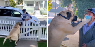 A 180-pound dog every day waits for a hug from his favorite mailwoman.
