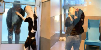 A dog at a shelter had the best reaction when he was reunited with his family he had believed he had lost them forever (VIDEO).
