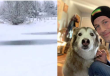 UPS Driver saved Dog from Drifting in Cold Place.