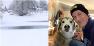 UPS Driver saved Dog from Drifting in Cold Place.