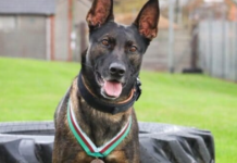 A Dog Received The Highest Award For Saving Soldiers From a Shot!