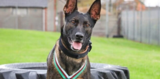 A Dog Received The Highest Award For Saving Soldiers From a Shot!
