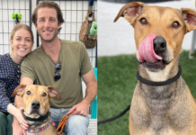 After 477 days of waiting for a new home, the adopting dog is grinning happily!