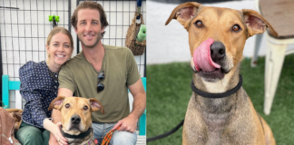 After 477 days of waiting for a new home, the adopting dog is grinning happily!
