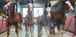 AT WARM SPRINGS RANCH, FOUR NEW BUDWEISER CLYDESDALES WERE BORN