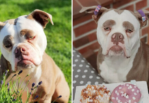 Meet Madame Eyebrows, the world’s saddest-looking dog, who finds no solace in anything.