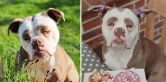Meet Madame Eyebrows, the world’s saddest-looking dog, who finds no solace in anything.