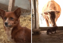 When the little dog meets the cow that raised him, breaks down in tears!