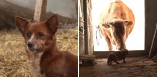 When the little dog meets the cow that raised him, breaks down in tears!