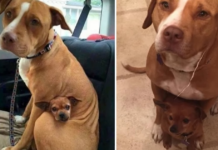 Pit bull that was adopted is refusing to leave the shelter without his best friend.