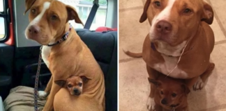 Pit bull that was adopted is refusing to leave the shelter without his best friend.