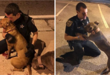 Police Officers Rescue Terrified Pit Bulls and Stand by Their Side Until Help Arrives!