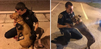 Police Officers Rescue Terrified Pit Bulls and Stand by Their Side Until Help Arrives!