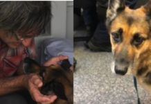Brave Dog Spends Over 11 Hours in Water, Rescuing His Owner with Determination!