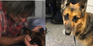 Brave Dog Spends Over 11 Hours in Water, Rescuing His Owner with Determination!