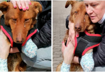 After being love for the first time, an injured stray puppy is unable to control his tears.