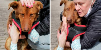 After being love for the first time, an injured stray puppy is unable to control his tears.