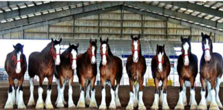 A MAN HAS SPENT 35 YEARS TAKING CARE OF WORLD FAMOUS BUDWEISER CLYDESDALE HORSES.