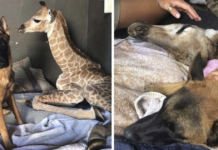 A dog becomes friends with a young giraffe Rhino and stays with him despite everything.
