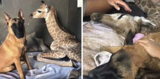 A dog becomes friends with a young giraffe Rhino and stays with him despite everything.