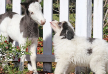 You’ll Melt Your Heart With This Unusual Animal Friendship!