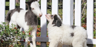 You’ll Melt Your Heart With This Unusual Animal Friendship!