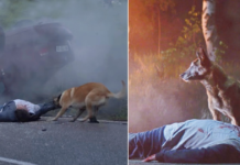 The Loyal Dog Return To Save Its Owner even abandoned